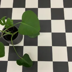 Checkerboard Small vinyl flooring in black and white, with a trailing green plant across one corner