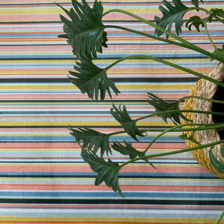Picture of Candy Stripe Bliss Printed Rug