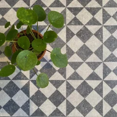 Close-up of the Gallery geometric tile pattern with a trailing plant