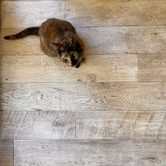 A cat lying on Hlabeni vinyl flooring in weathered grey-brown timber