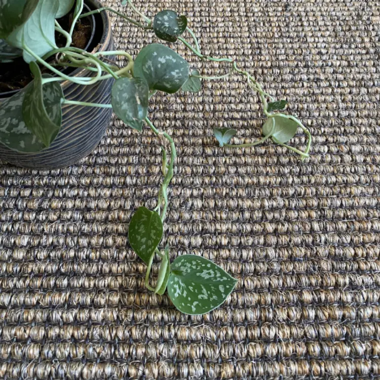 Picture of 4.00 x 2.10 Sisal Pepper Natural Rug