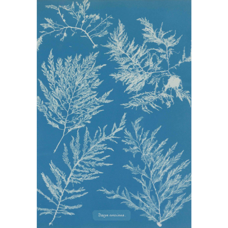 Picture of Cyanotype Portrait Printed Rug