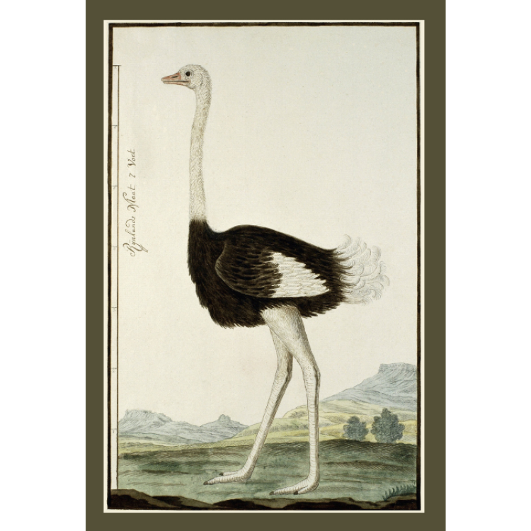 Picture of Ostrich | Vintage Printed Rug
