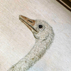 Picture of Ostrich | Vintage Printed Rug