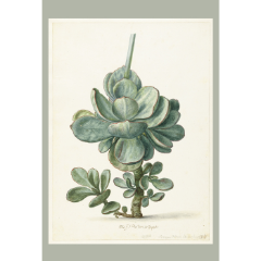 Picture of Succulent | Vintage Printed Rug