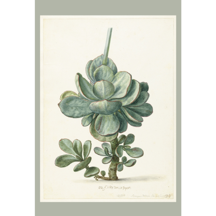 Picture of Succulent | Vintage Printed Rug