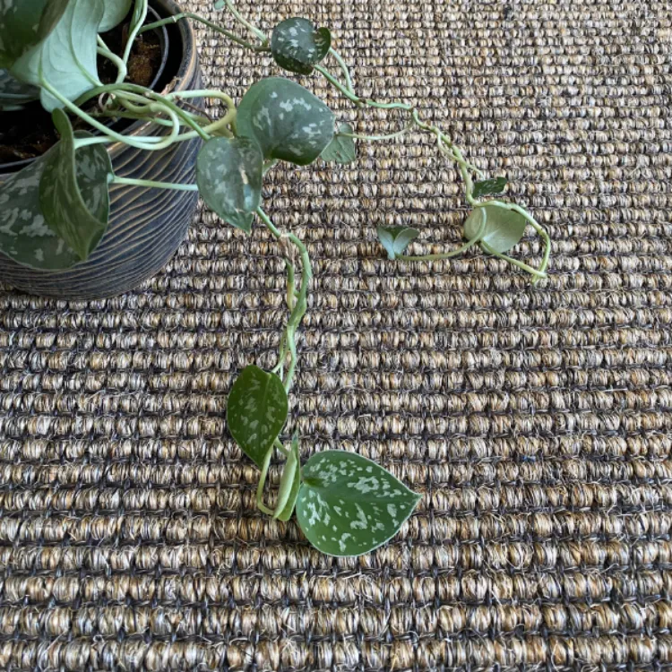 Picture of 0.80 x 3.00 Sisal Pepper Medium Natural Runner