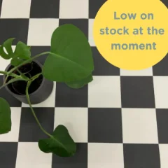 Picture of CHECKERBOARD SMALL (VINYL ON A ROLL)